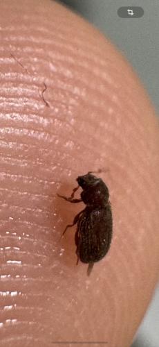 Stegobium paniceum